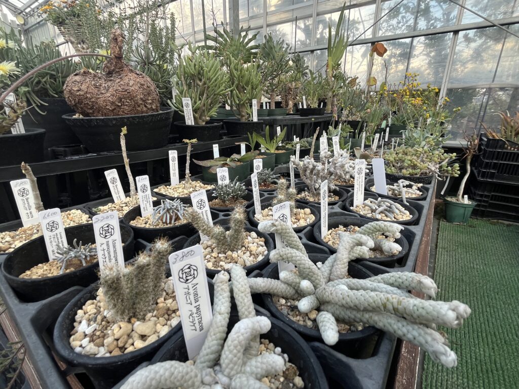 植物ショップ紹介｜花伝