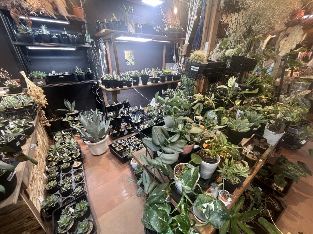 植物ショップ紹介｜ネコハナ