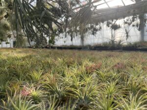 九州植物ショップ紹介｜TENGU-DO