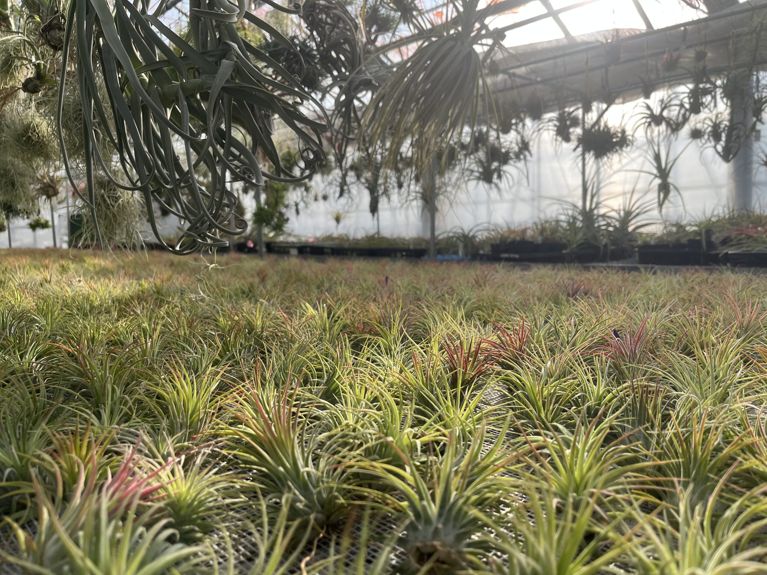 九州植物ショップ紹介｜TENGU-DO