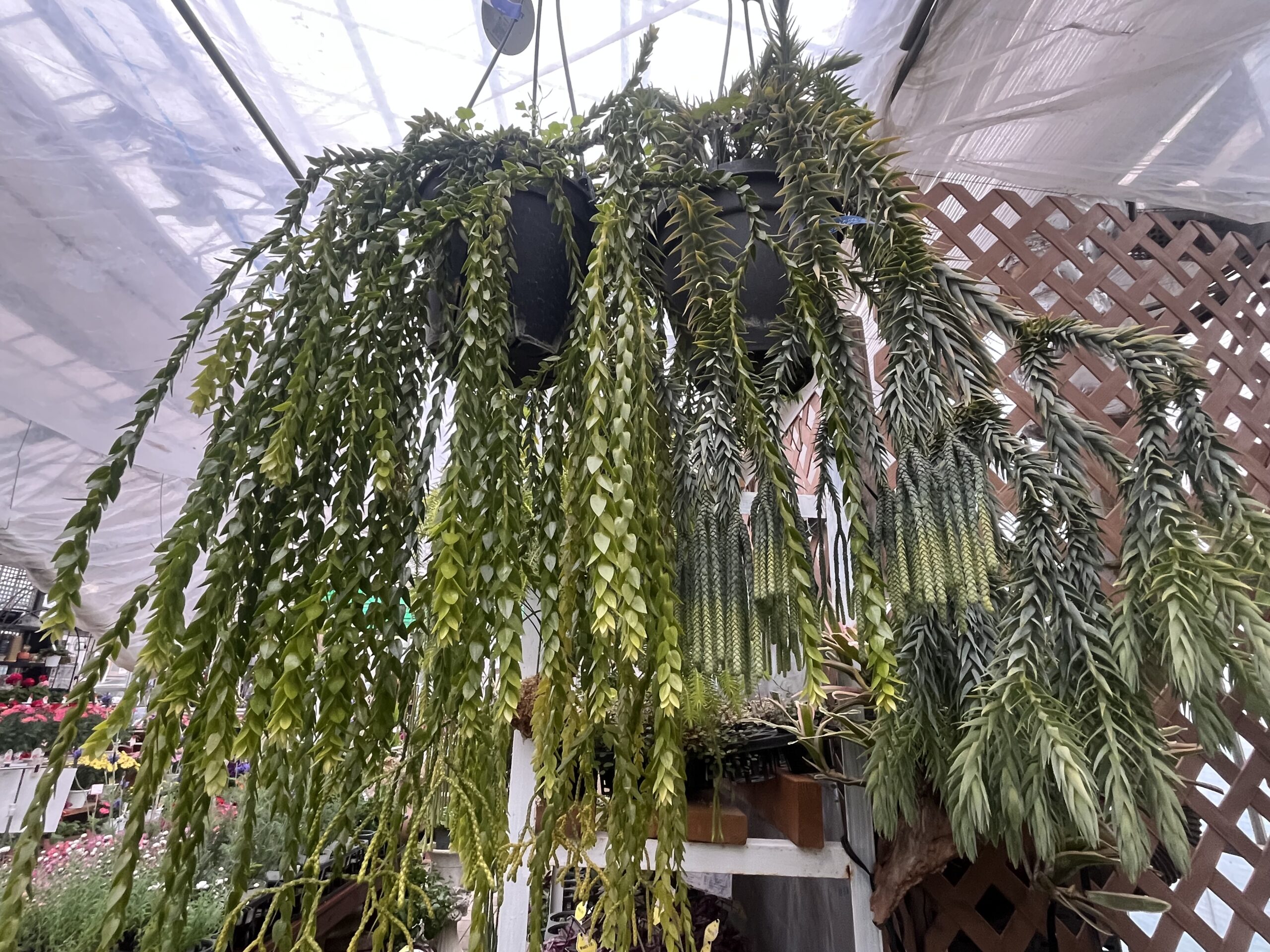 九州植物ショップ紹介｜ガーデンハウスウエダ