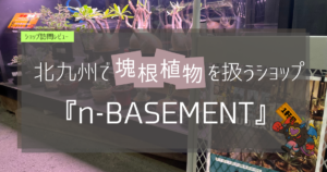 ぜっとんが行く！九州の植物ショップ紹介｜n-BASEMENT
