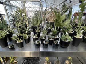 九州植物ショップ紹介｜サンタアナガーデン