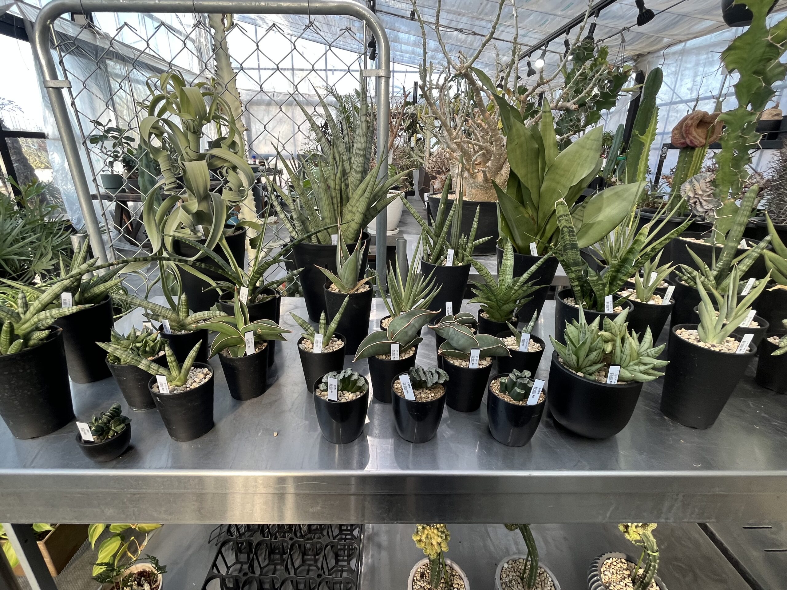 九州植物ショップ紹介｜サンタアナガーデン