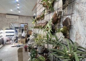 九州植物ショップ紹介｜葉っぱ小屋