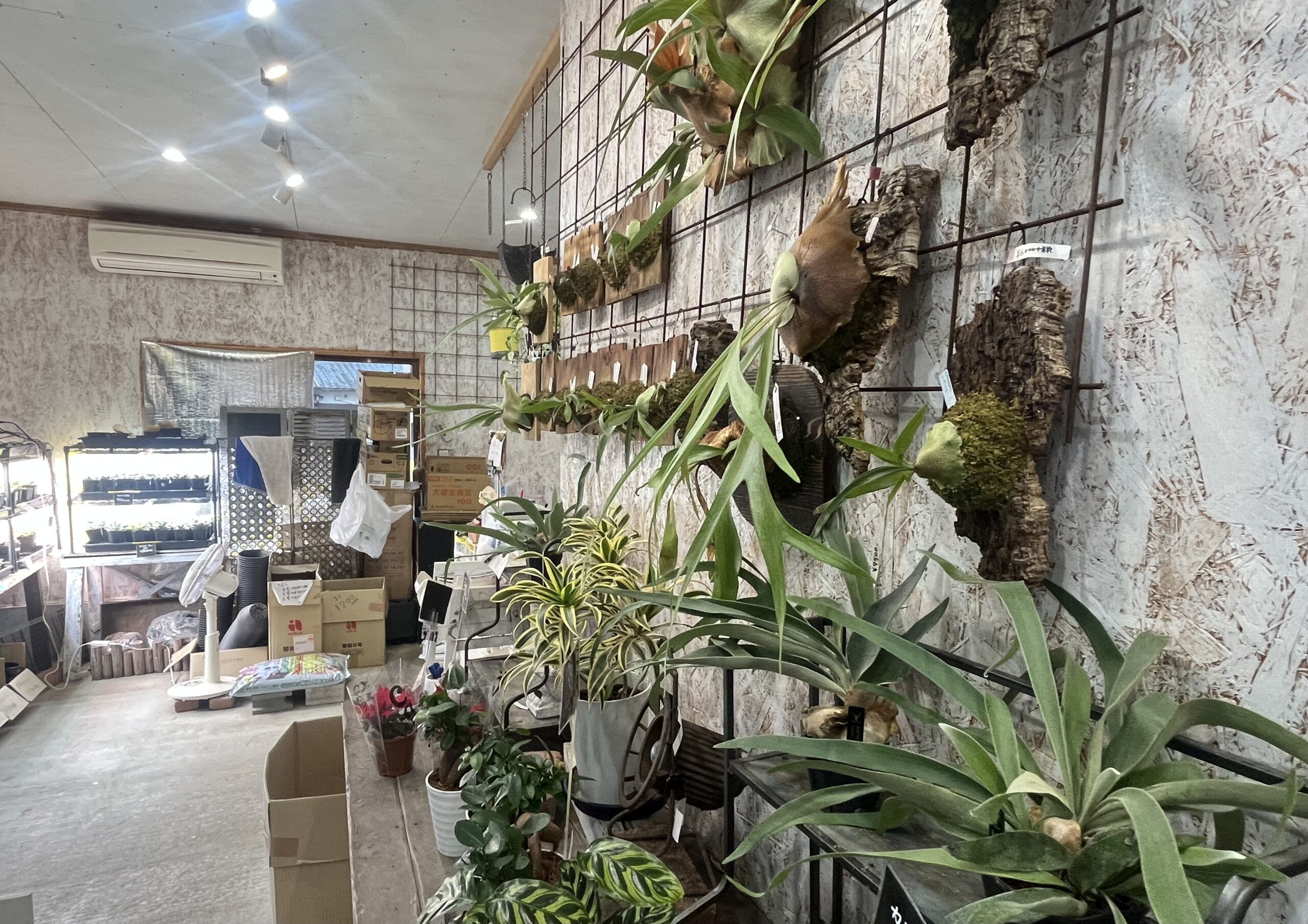 九州植物ショップ紹介｜葉っぱ小屋