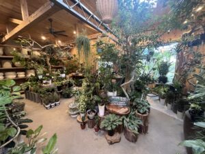 九州植物ショップ紹介｜菊水ナーセリー