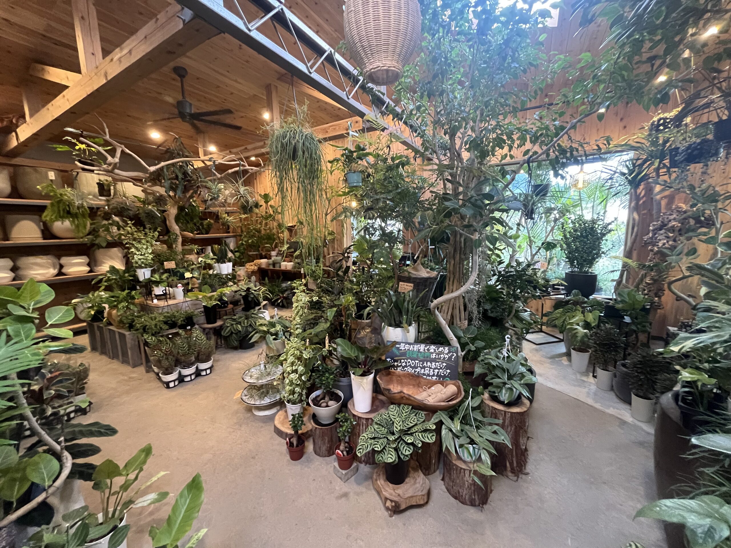 九州植物ショップ紹介｜菊水ナーセリー