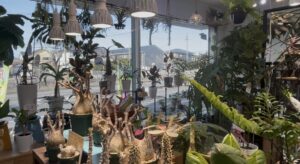 九州植物ショップ紹介｜トレジュール