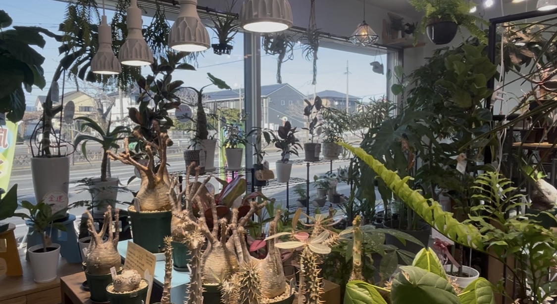 九州植物ショップ紹介｜トレジュール