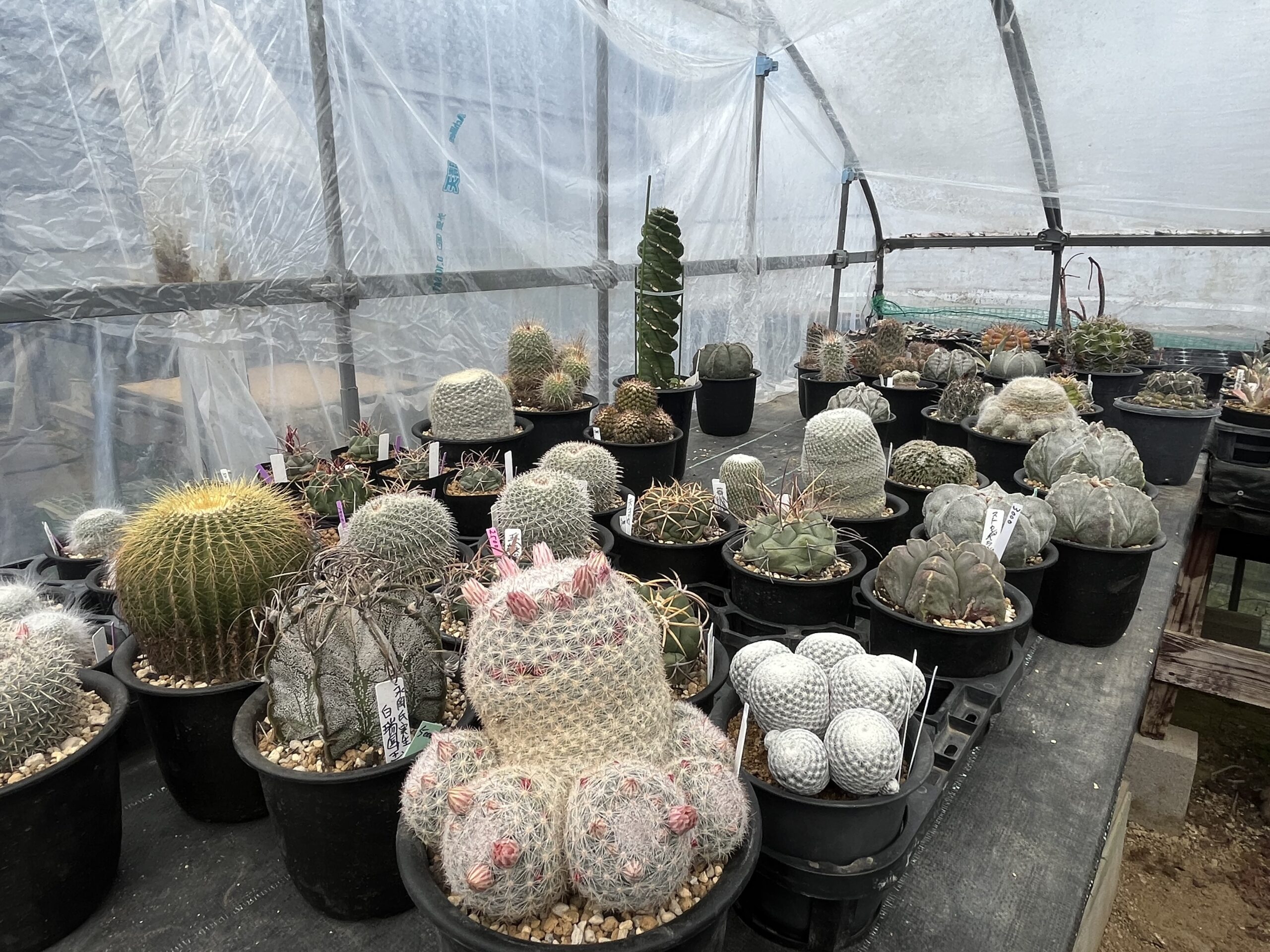 九州植物ショップ紹介MAP｜宮嶋園芸