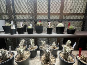 九州植物ショップ紹介MAP｜Kurk/吉永園芸