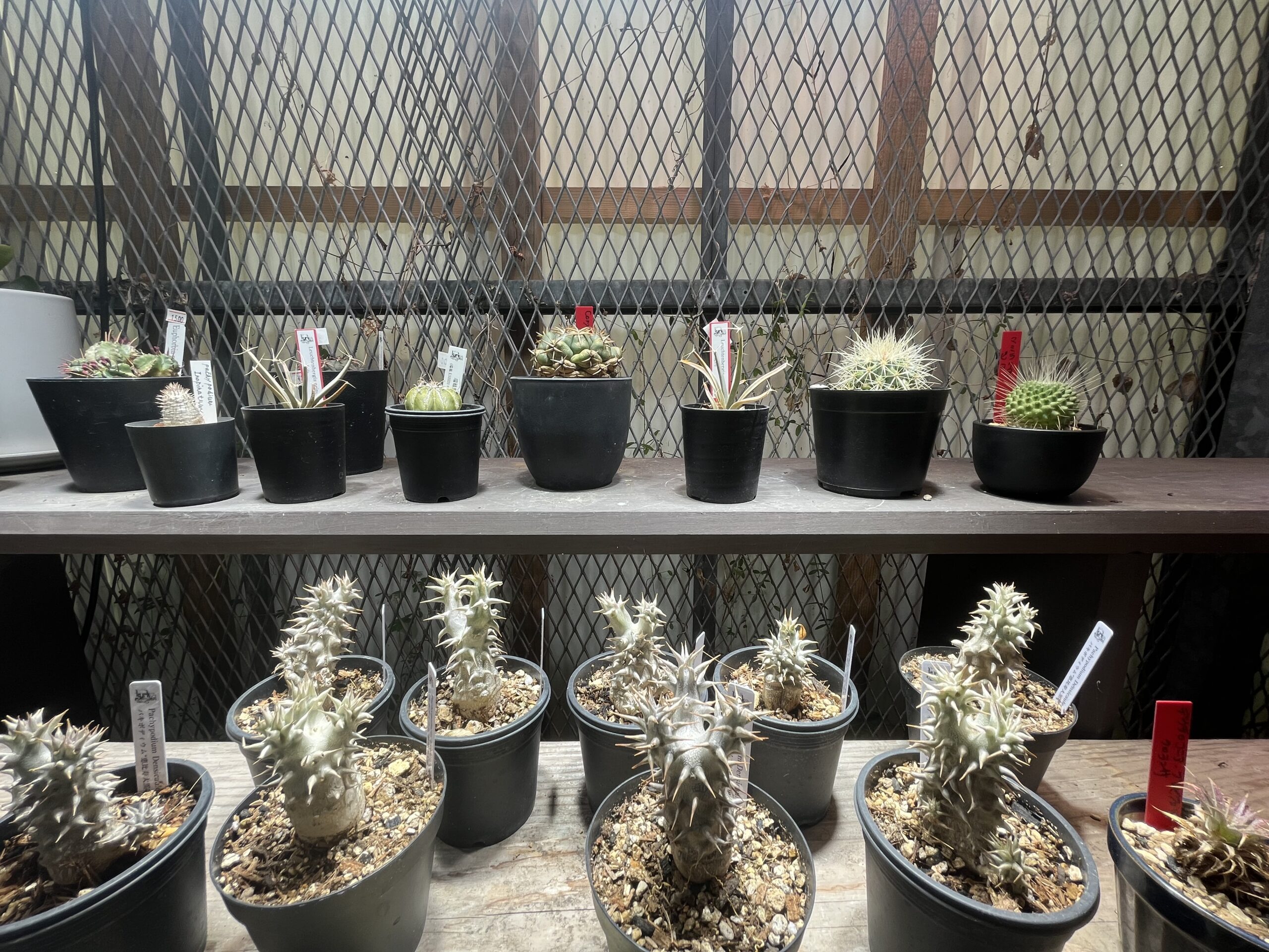 九州植物ショップ紹介MAP｜Kurk/吉永園芸