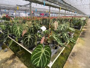 九州植物ショップ紹介｜松村農園