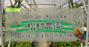 九州植物ショップ紹介｜松村農園