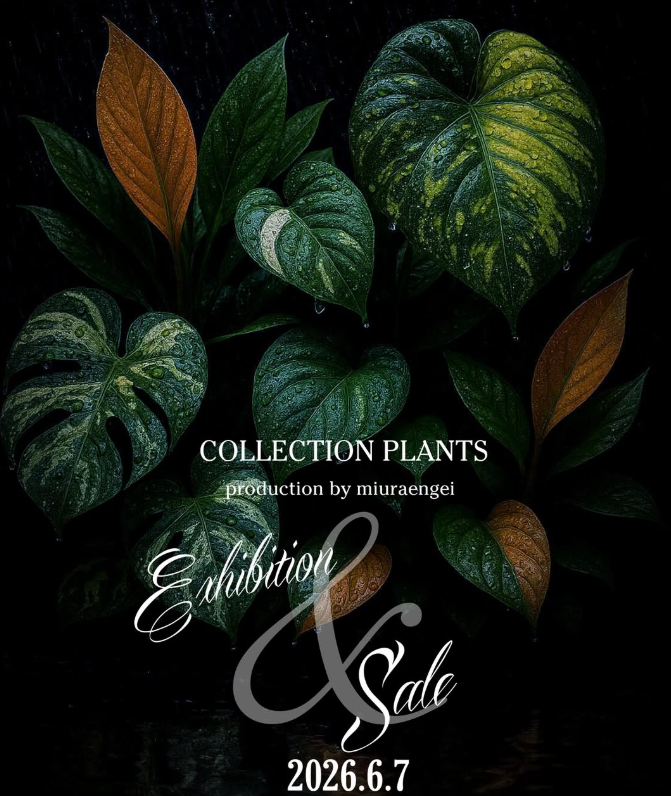 九州植物イベント紹介｜COLLECTION PLANTS