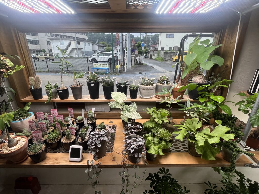 九州植物ショップMAP｜コルトコル