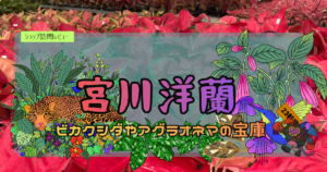 九州植物ショップ紹介｜宮川洋蘭