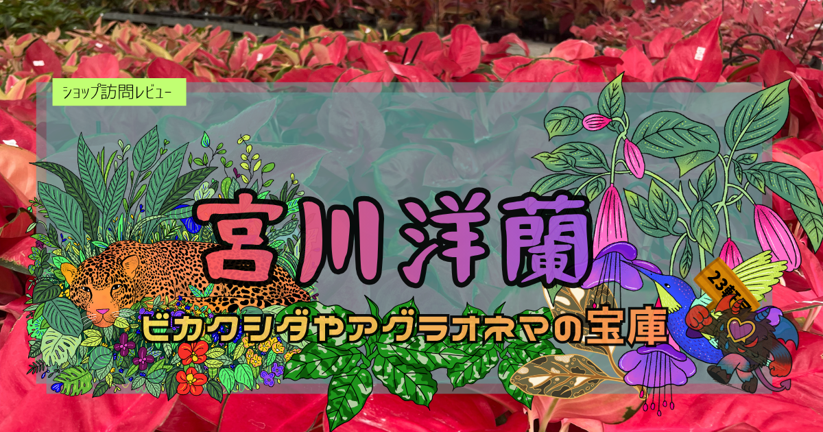 九州植物ショップ紹介｜宮川洋蘭