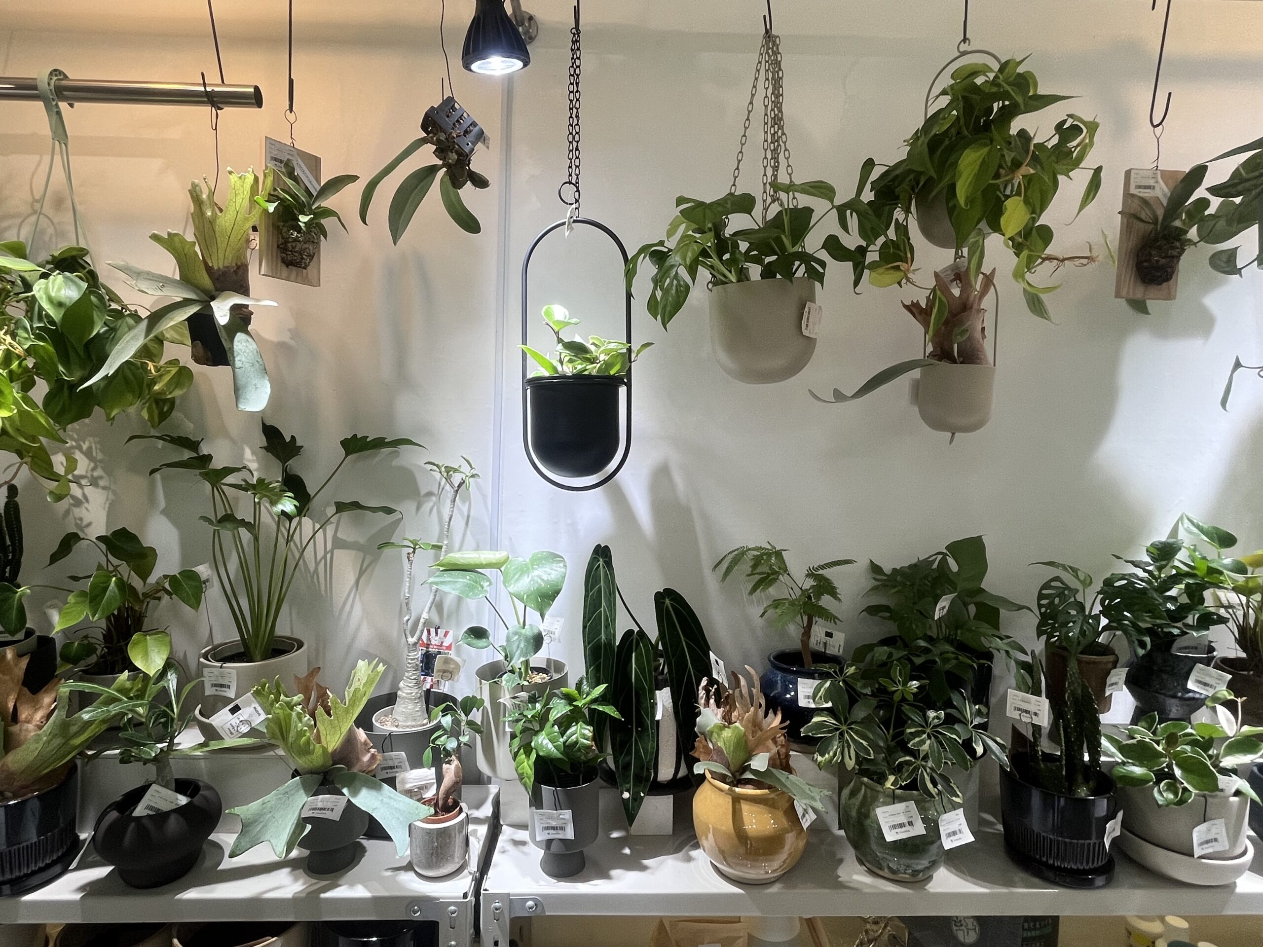 九州植物ショップ紹介｜Greenlab